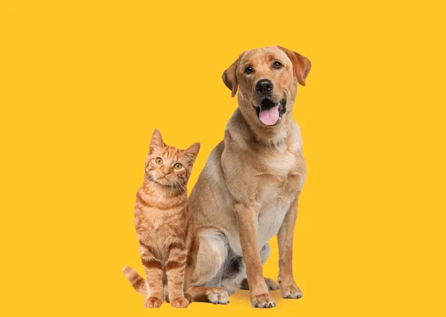 spese veterinarie 730